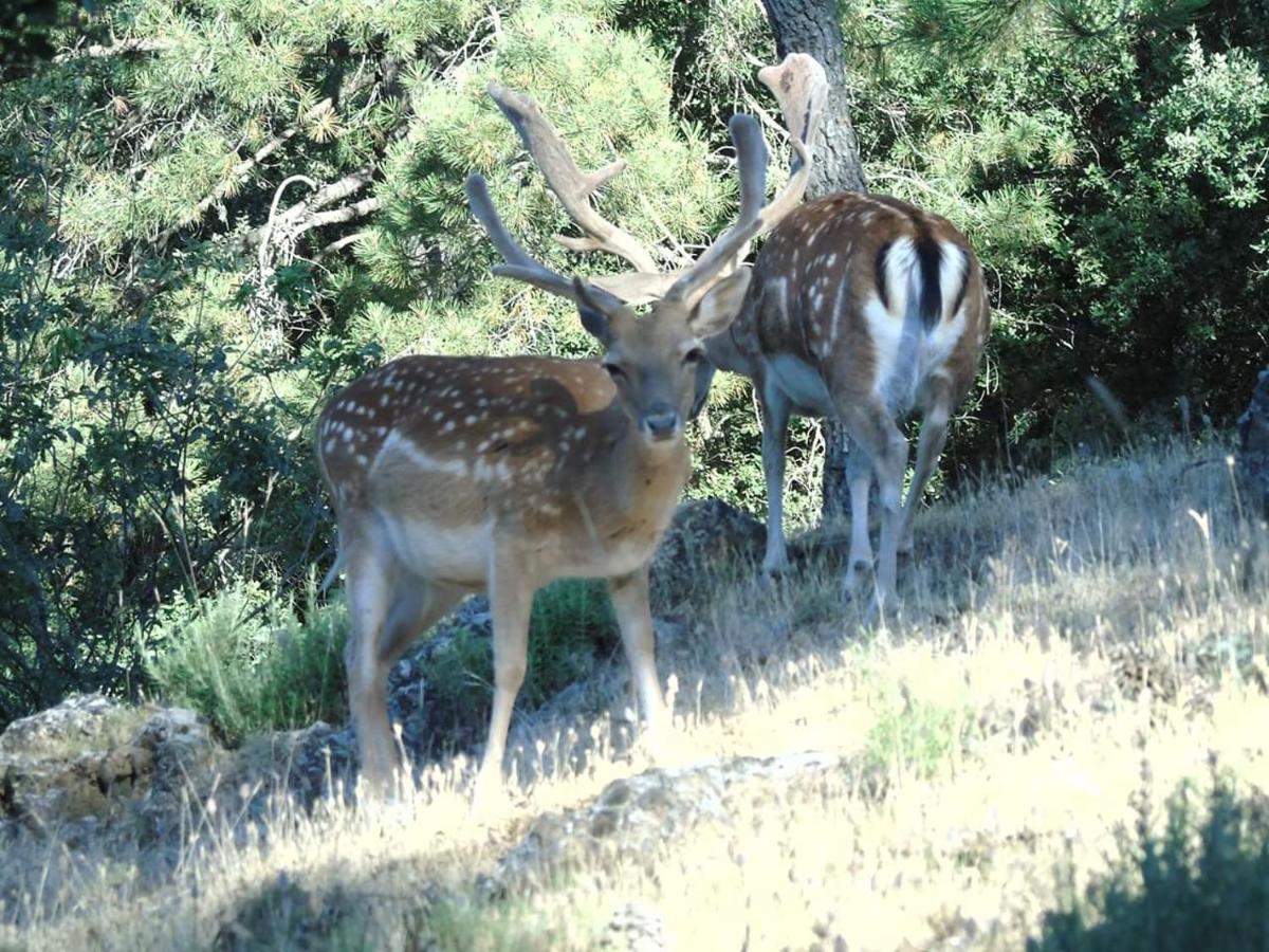 Apartamentos El Risquillo Arroyo Frio Kültér fotó