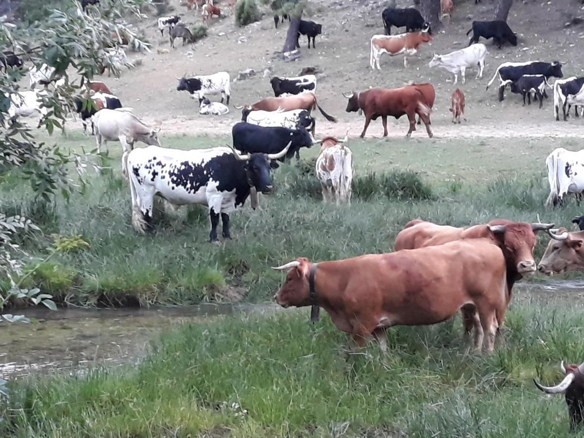 Apartamentos El Risquillo Arroyo Frio Kültér fotó